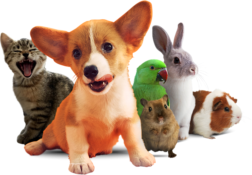 חנות חיות מחמד